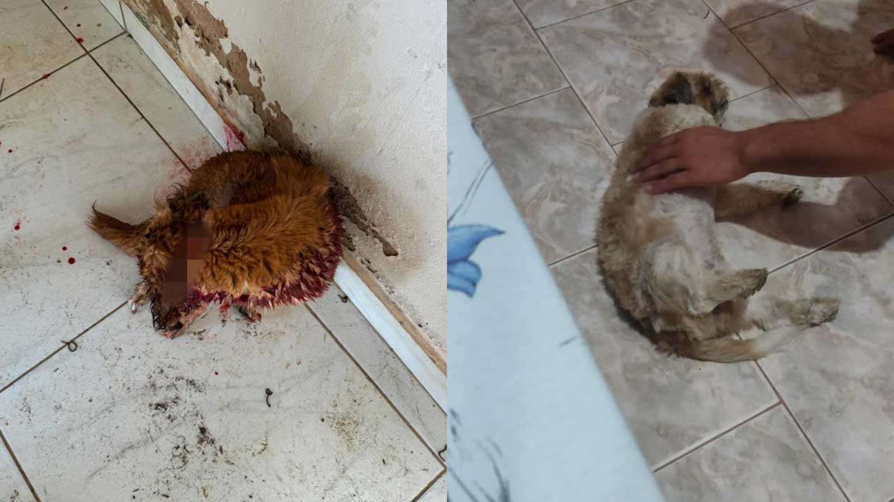 Crueldade desumana: cães aparecem com cortes no pescoço na zona rural de João Pinheiro; população se revolta