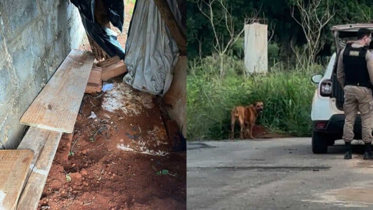 Idoso é flagrado tendo relações sexuais cadela dentro de barraca em plantação de milho