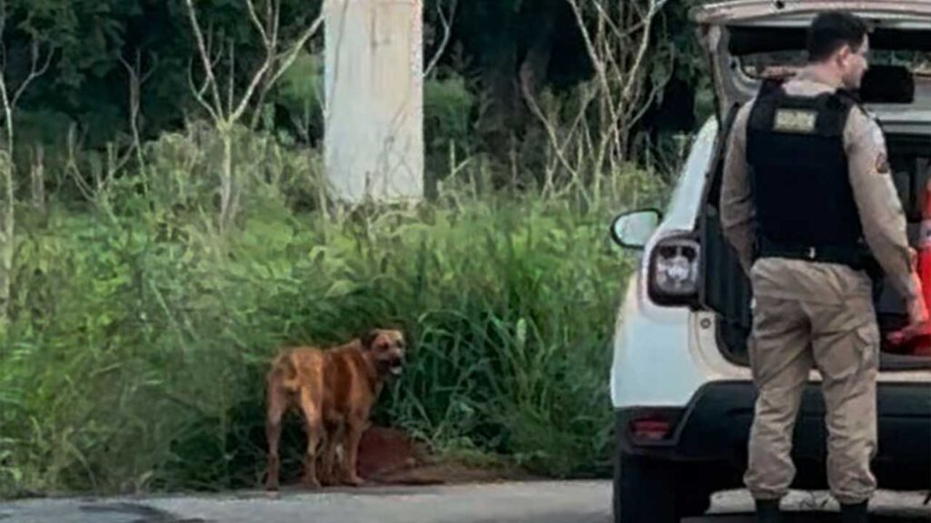 Idoso é flagrado tendo relações sexuais cadela dentro de barraca em plantação de milho