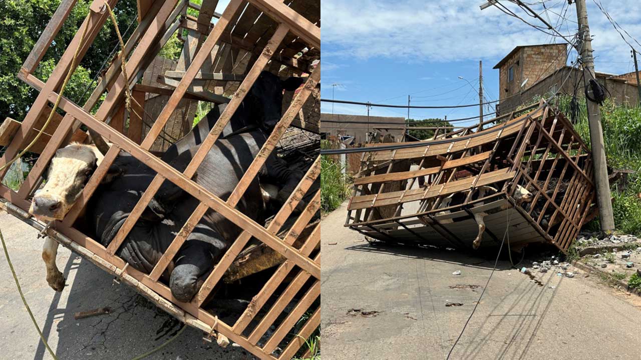 Caminhonete transportando gado bate contra poste em João Pinheiro; animais e ocupantes saem ilesos