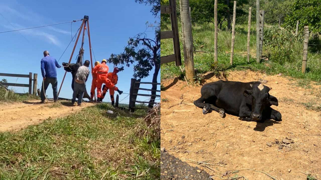 Bezerro cai em mata-burro, fica preso e é resgatado pelo Corpo de Bombeiros em João Pinheiro