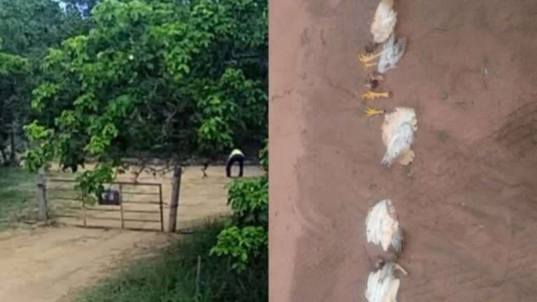Homem coloca galinhas mortas sem os pés em porteira na zona rural de João Pinheiro e assusta moradora
