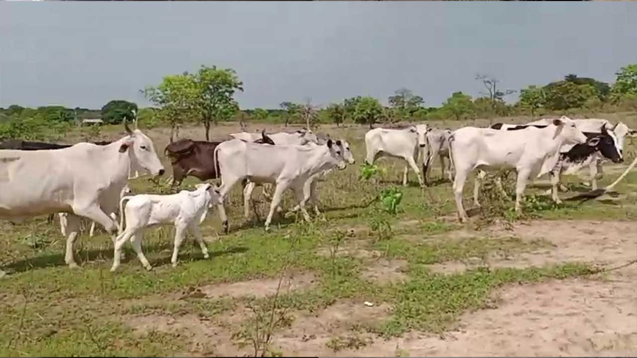 Criminosos furtam 17 cabeças de gado em fazenda na região do Diamante, em João Pinheiro