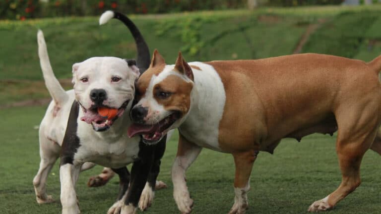 Lei que proíbe procriação e entrada de pit bulls em Minas Gerais entra em vigor