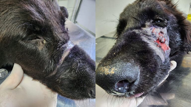 Com boca amarrada e desnutrido, cão é resgatado em João Pinheiro; ONG busca apoio para tratamento