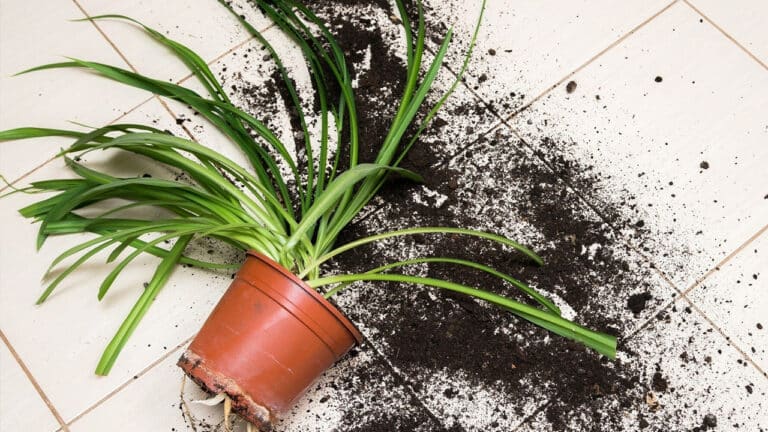 Após usar crack, homem surta e arremessa vaso de plantas na esposa em João Pinheiro