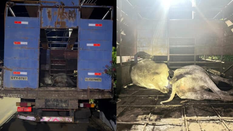 Bovino morre após ficar preso sem água e comida, e homem é detido por maus-tratos em João Pinheiro