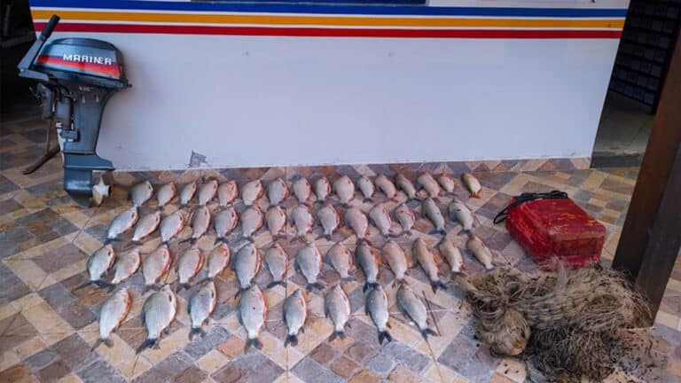 Pescador é preso com 40 quilos de peixes durante a piracema no Rio São Francisco, em São Gonçalo do Abaeté
