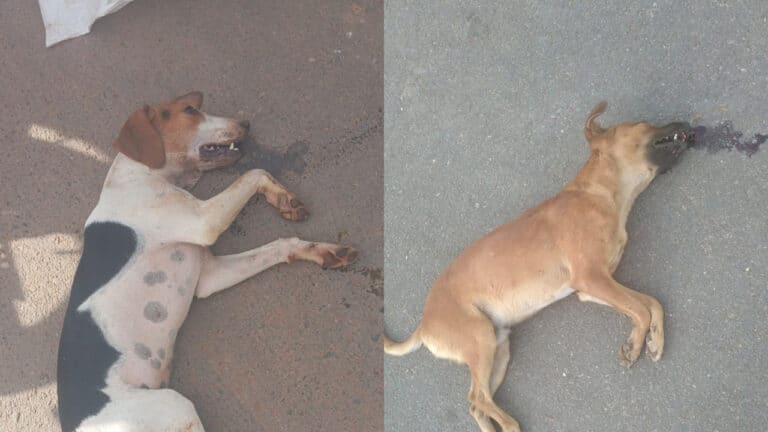 Envenenamento de cães gera revolta em moradores da comunidade de Veredas, em João Pinheiro