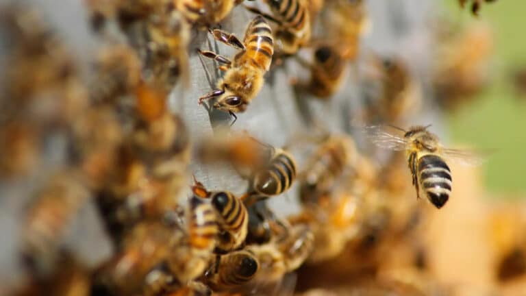 Justiça condena apicultor por ataque de abelhas que matou cachorro e feriu casal em João Pinheiro