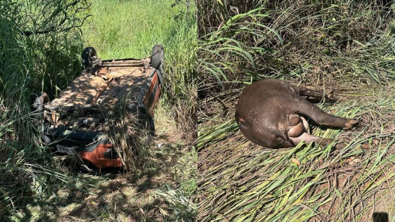 Carro com família de Brasilândia de Minas capota após atropelar anta na MGC-251; ninguém se feriu
