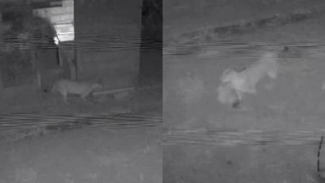 Moradores relatam ataques de onças a animais em propriedades rurais de João Pinheiro