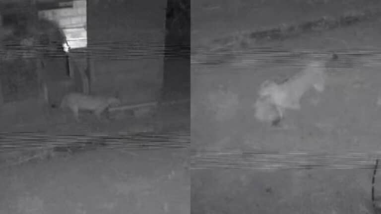 Moradores relatam ataques de onças a animais em propriedades rurais de João Pinheiro