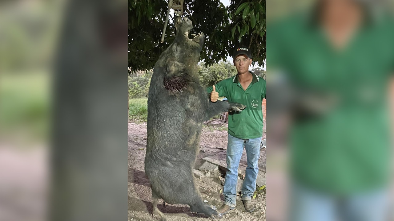 Caçadores abatem javali de 300 kg em João Pinheiro; espécie é considerada invasora e ameaça propriedades