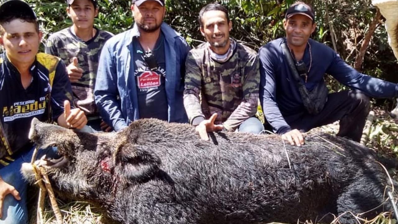 Caçadores abatem javali de 300 kg em João Pinheiro; espécie é considerada invasora e ameaça propriedades