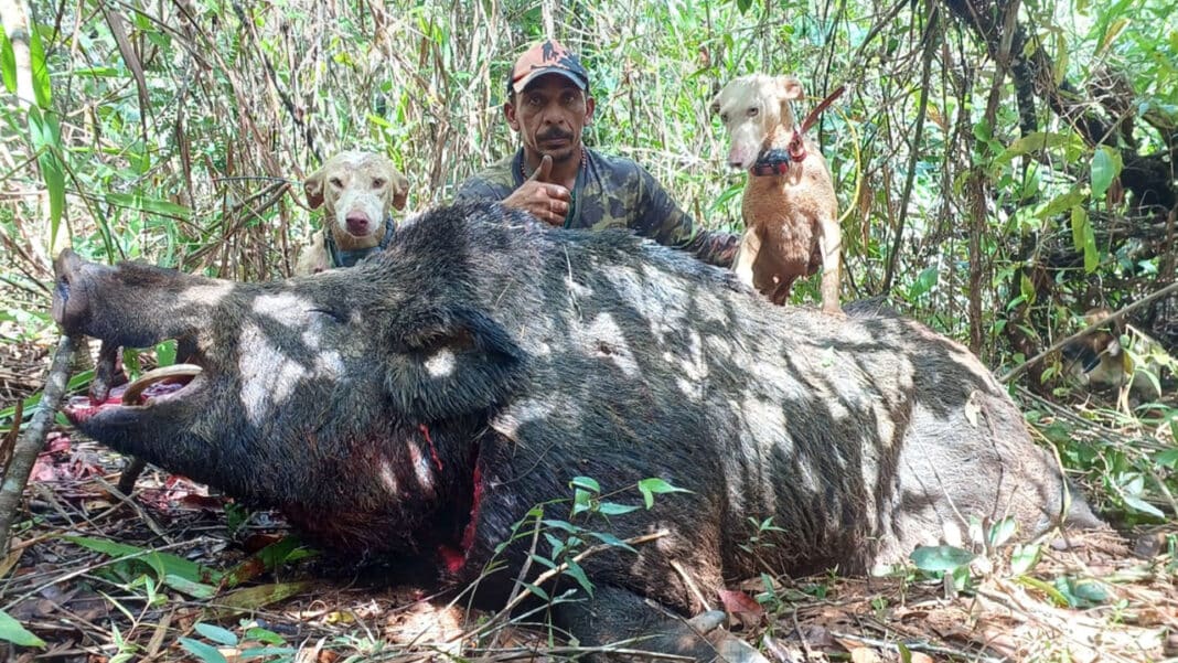 Caçadores abatem javali de 300 kg em João Pinheiro; espécie é considerada invasora e ameaça propriedades