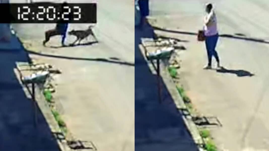 Desesperador: mulher grita por socorro ao ser atacada por cães de rua no Estrela Dalva, em João Pinheiro