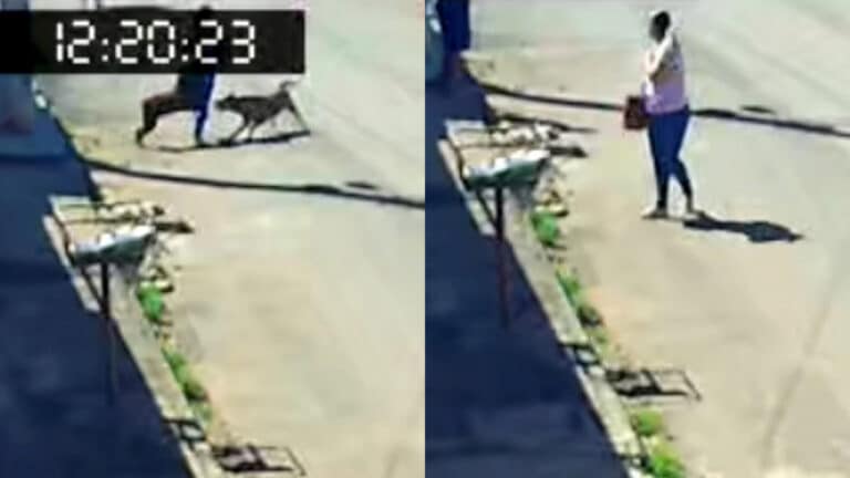 Desesperador: mulher grita por socorro ao ser atacada por cães de rua no Estrela Dalva, em João Pinheiro
