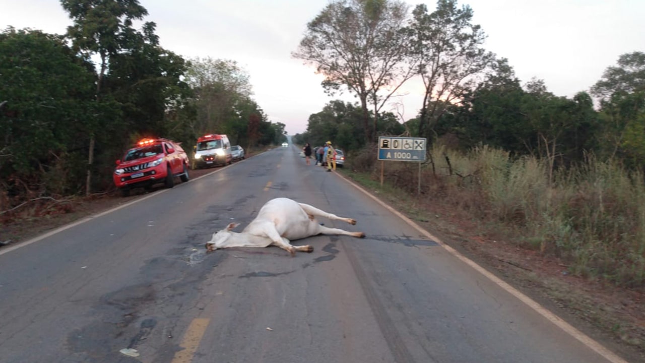Vaca solta na MG-181 causa grave acidente e deixa três feridos em João Pinheiro
