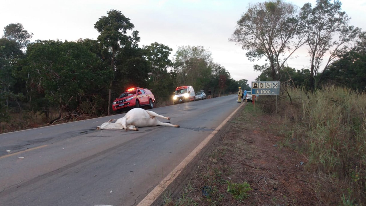 Vaca solta na MG-181 causa grave acidente e deixa três feridos em João Pinheiro