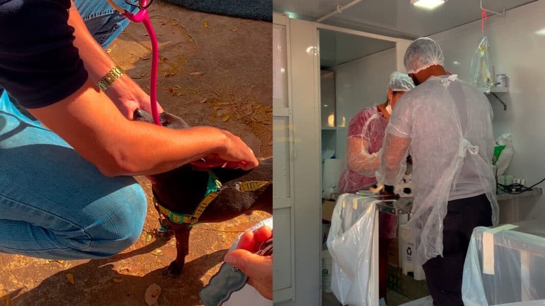 Prefeitura de João Pinheiro inicia campanha de castração gratuita para cães e gatos; ação vai até 13 de junho