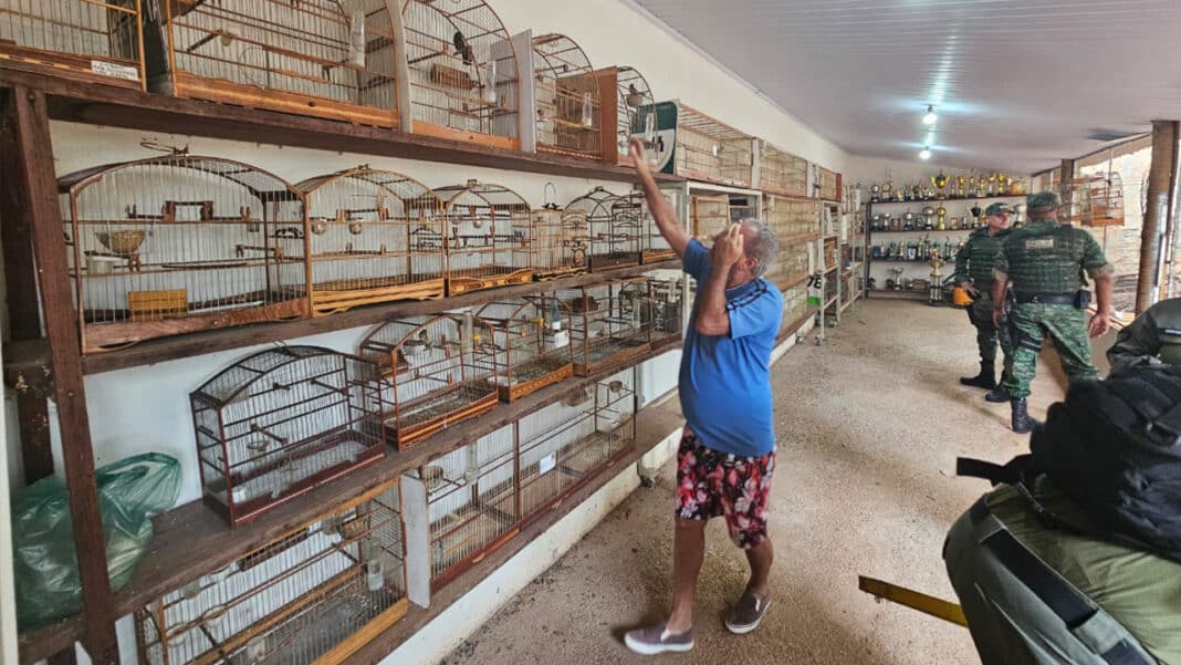 Operação contra tráfico de aves em João Pinheiro e região resulta em multas milionárias e apreensões