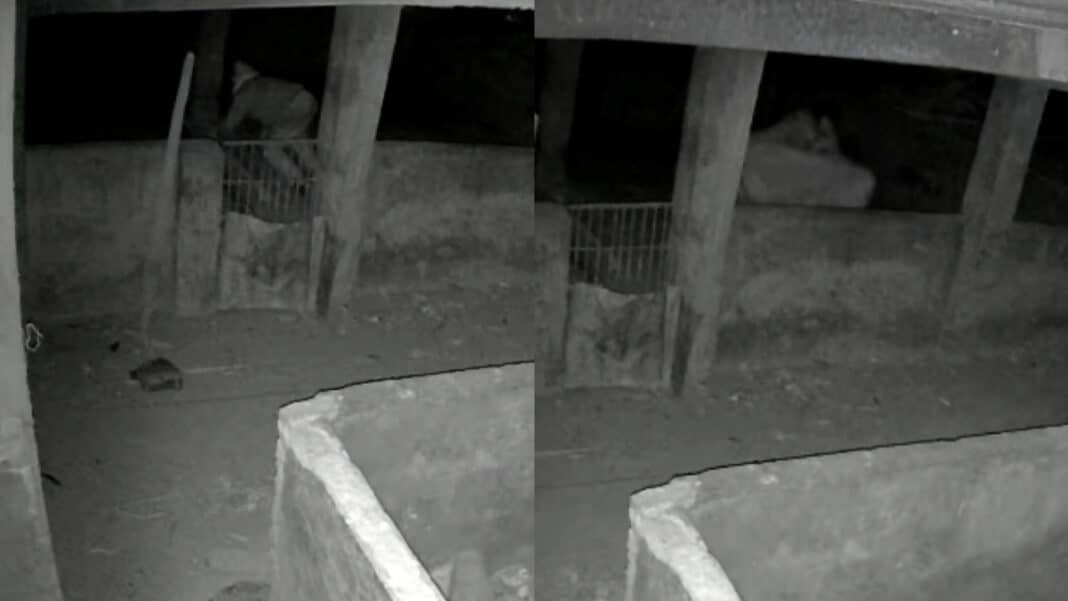Nem os porcos escapam: ladrão invade chácara e leva animal de aproximadamente 40 kg em João Pinheiro