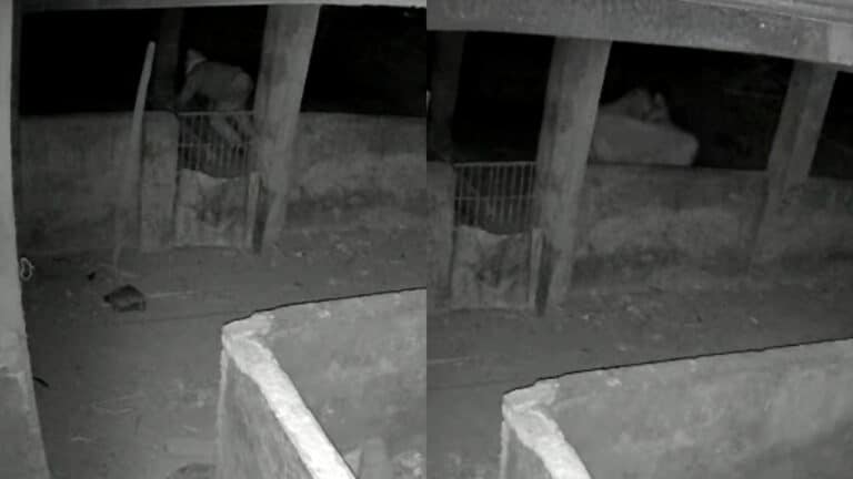 Nem os porcos escapam: ladrão invade chácara e leva animal de aproximadamente 40 kg em João Pinheiro