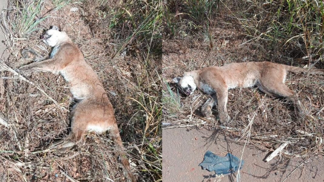 Onça-parda é encontrada morta após ser atropelada na região do Entre Ribeiros em Paracatu