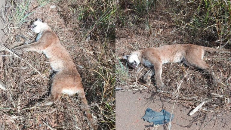 Onça-parda é encontrada morta após ser atropelada na região do Entre Ribeiros em Paracatu