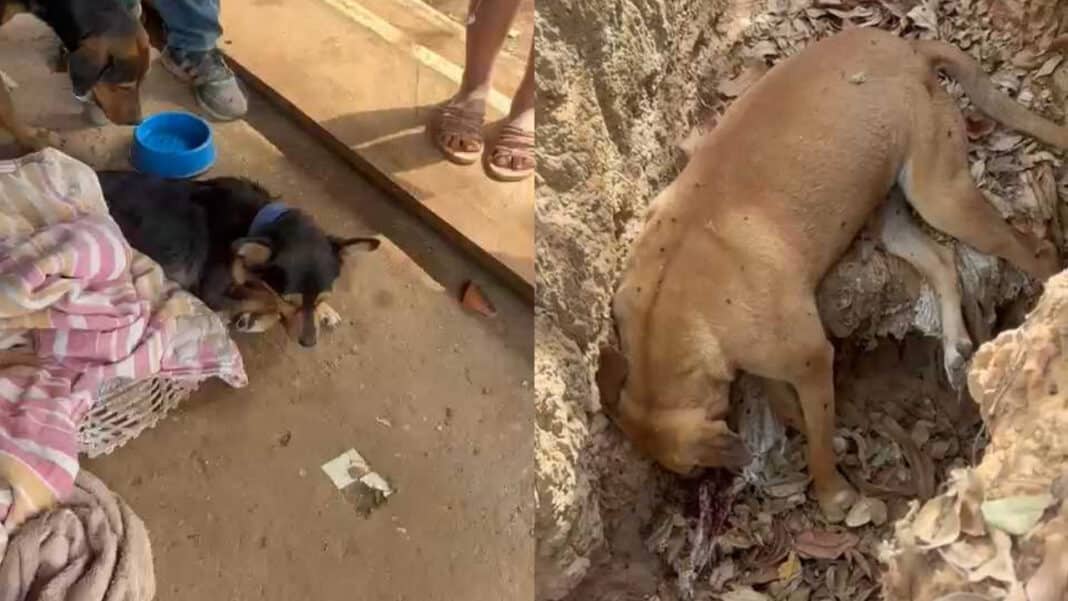 Homem é preso em flagrante por maus-tratos após morte de três cães na zona rural de João Pinheiro