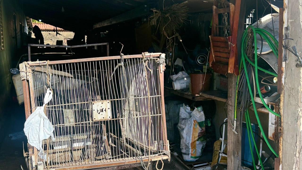 Polícia Ambiental e Vigilância Sanitária notificam morador com 60 galos em casa e outro por acúmulo de recicláveis