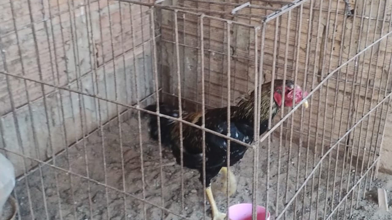 Polícia Ambiental e Vigilância Sanitária notificam morador com 60 galos em casa e outro por acúmulo de recicláveis