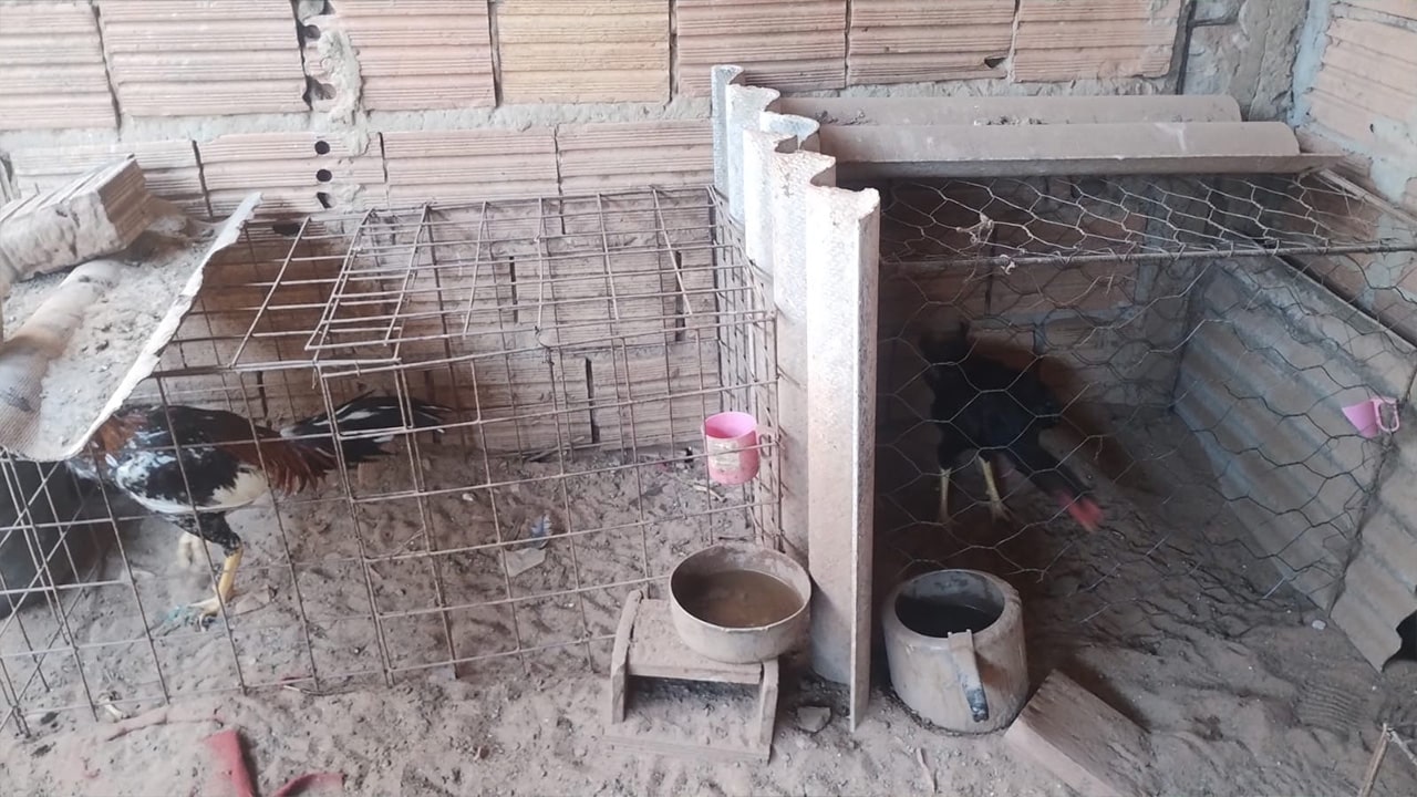 Polícia Ambiental e Vigilância Sanitária notificam morador com 60 galos em casa e outro por acúmulo de recicláveis