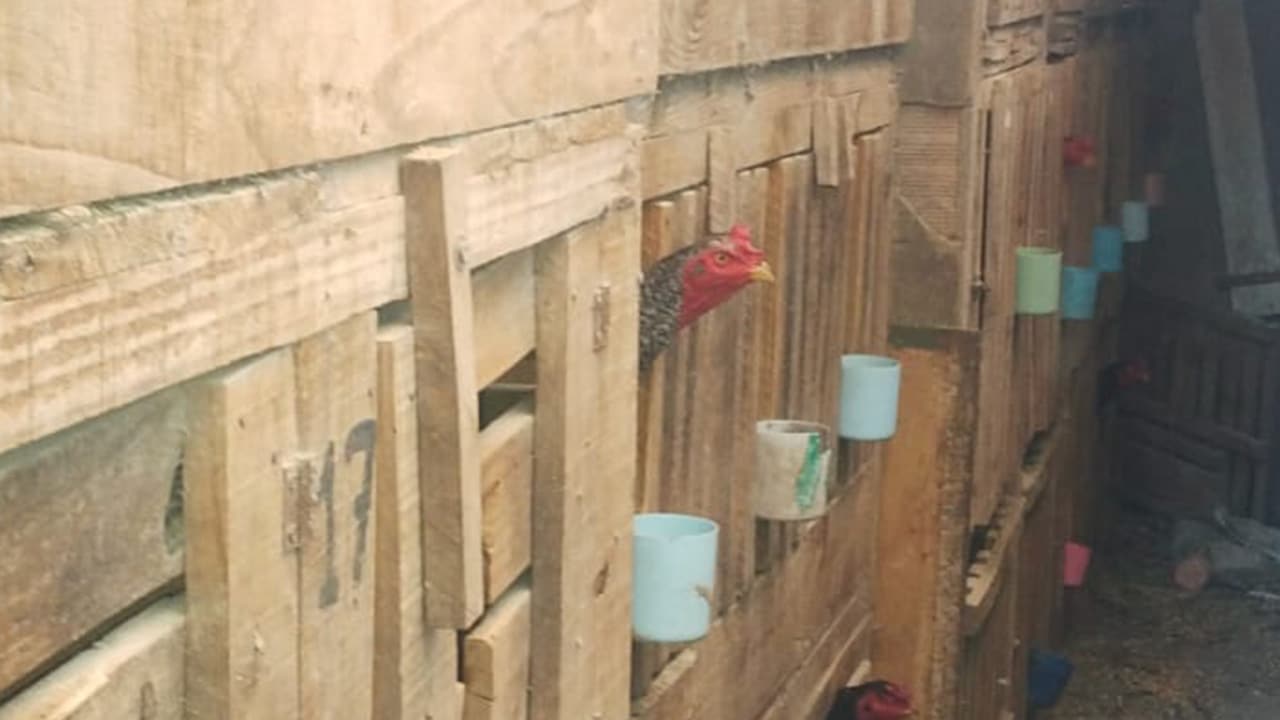 Polícia Ambiental e Vigilância Sanitária notificam morador com 60 galos em casa e outro por acúmulo de recicláveis