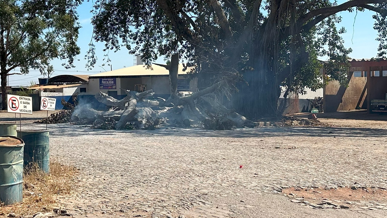 Após incêndio criminoso, gameleira centenária vira cinzas e muda a paisagem de João Pinheiro