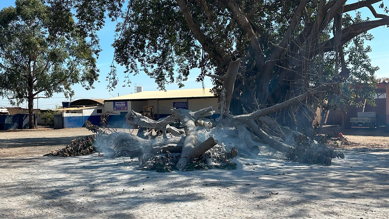 Após incêndio criminoso, gameleira centenária vira cinzas e muda a paisagem de João Pinheiro