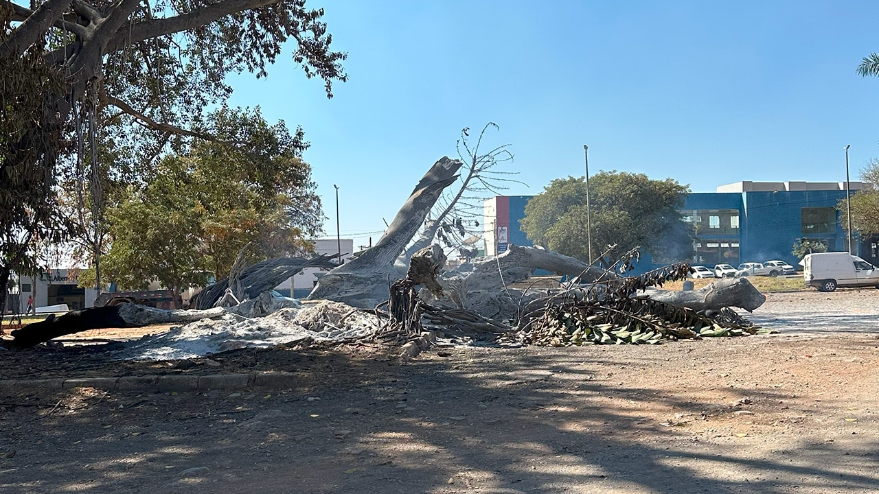 Após incêndio criminoso, gameleira centenária vira cinzas e muda a paisagem de João Pinheiro