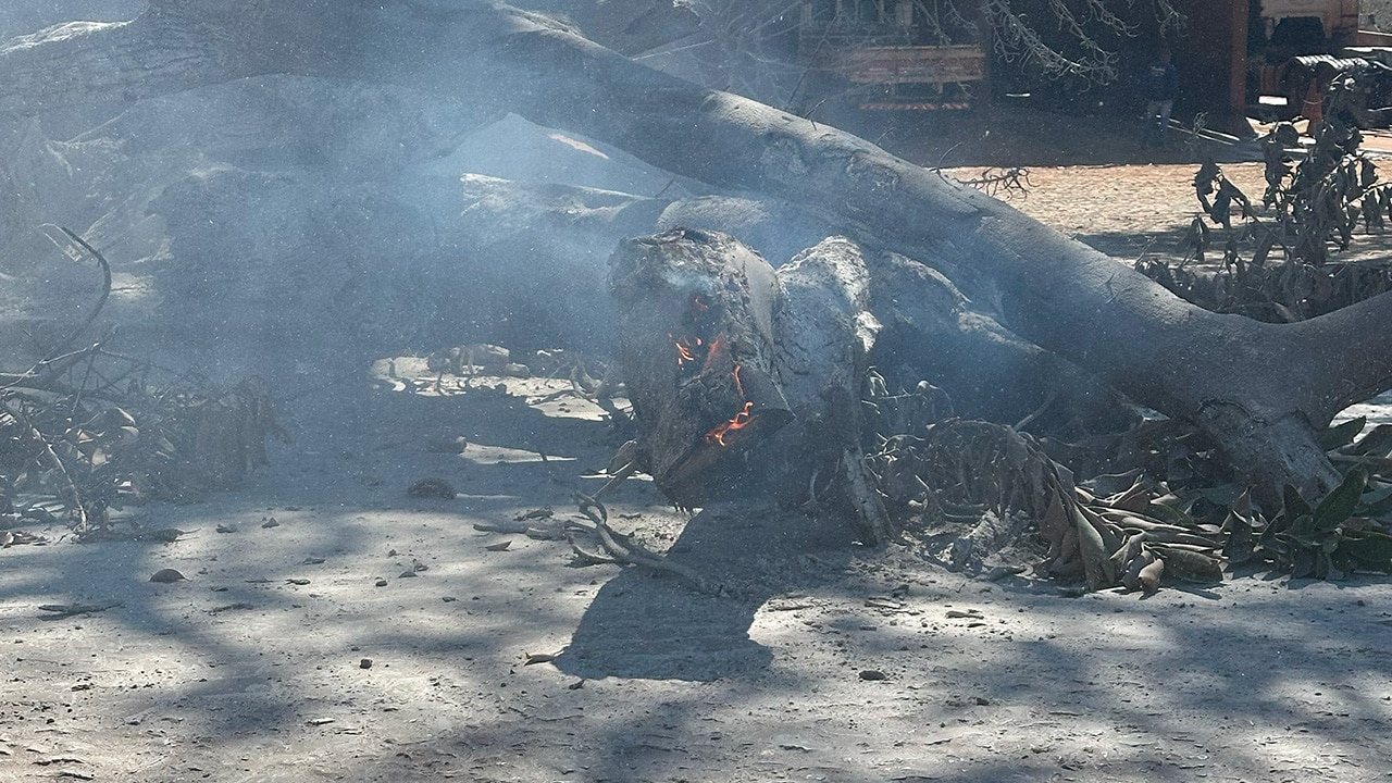 Após incêndio criminoso, gameleira centenária vira cinzas e muda a paisagem de João Pinheiro