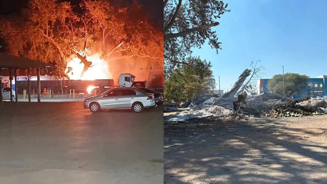 Após incêndio criminoso, gameleira centenária vira cinzas e muda a paisagem de João Pinheiro
