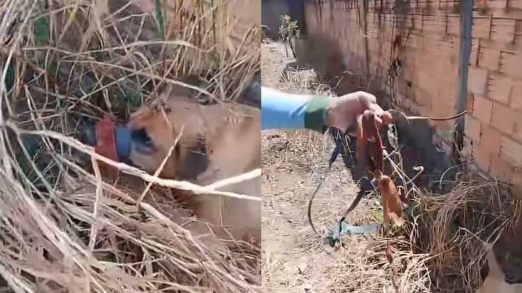 Crueldade em Brasilândia: cachorro é amordaçado, deixado em lote vago e morre de desidratação