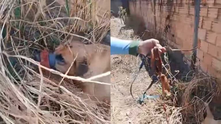 Crueldade em Brasilândia: cachorro é amordaçado, deixado em lote vago e morre de desidratação