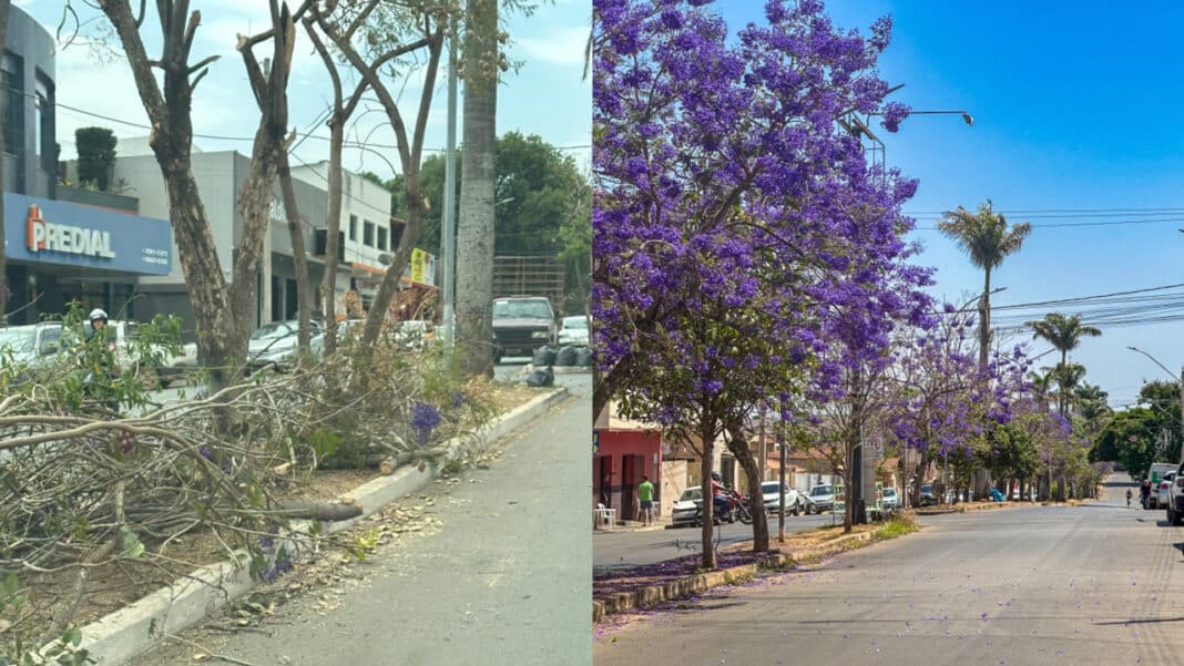 Polêmica! Poda de jacarandás gera críticas de moradores em João Pinheiro; Secretário explica ação técnica