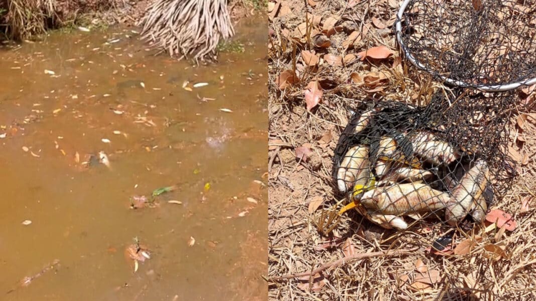 Copasa culpa população por vazamento de esgoto que matou peixes em Brasilândia de Minas