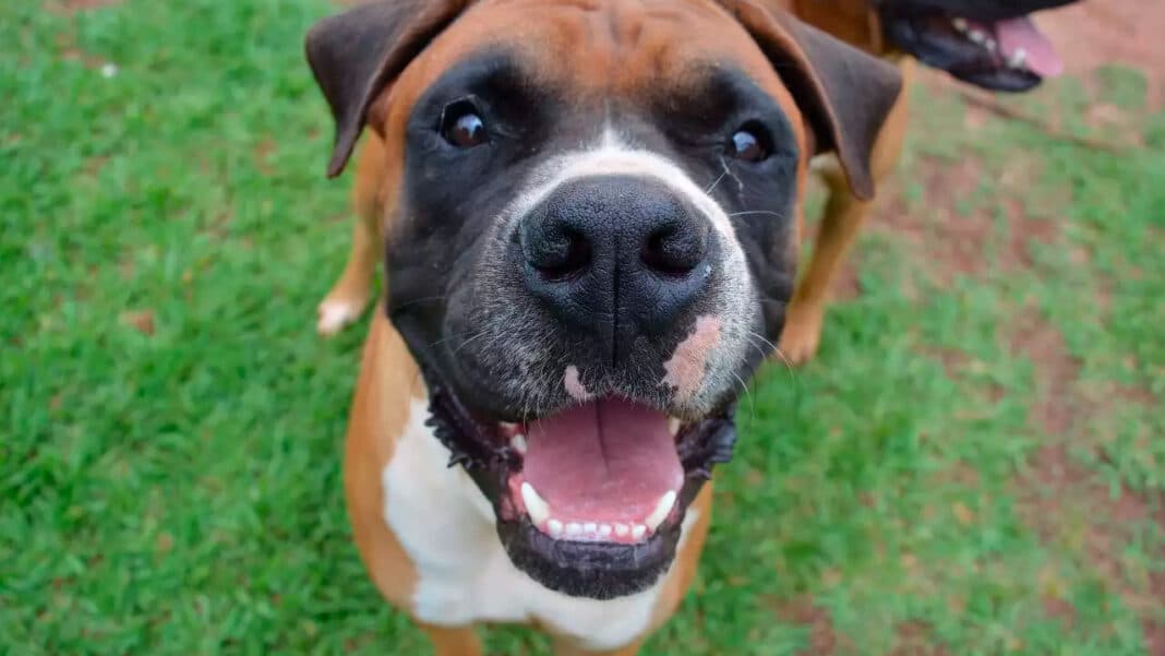 Briga de vizinhos por latido de cachorro termina com pedrada e polícia no Primavera, em João Pinheiro