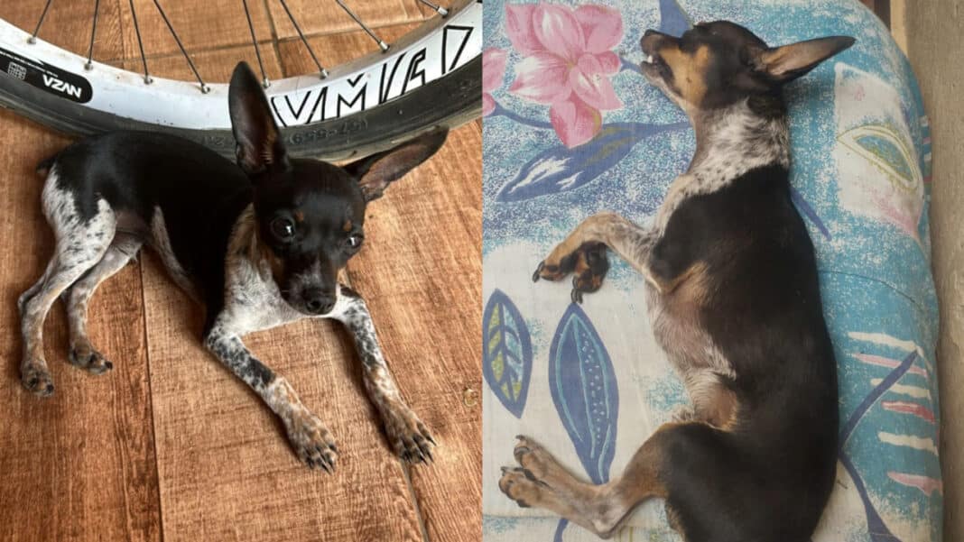 Tragédia no CastraMóvel: cachorrinho morre minutos após castração e deixa família em choque em João Pinheiro