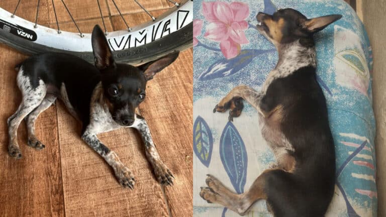 Tragédia no CastraMóvel: cachorrinho morre minutos após castração e deixa família em choque em João Pinheiro