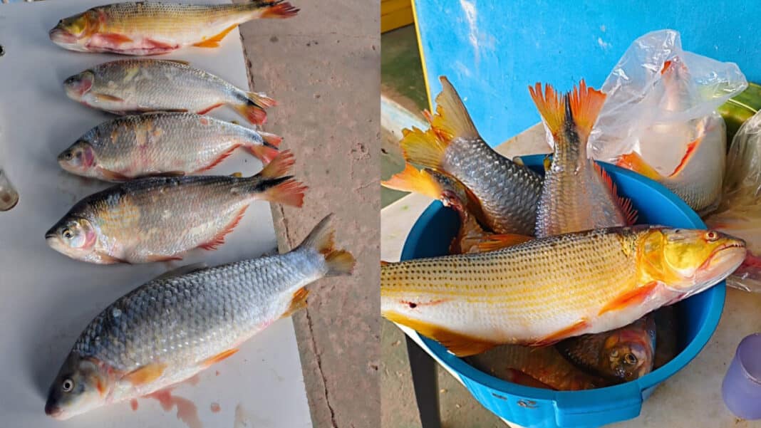 Polícia apreende 10 kg de peixe e redes ilegais após denúncia de pesca predatória em Lagoa Grande