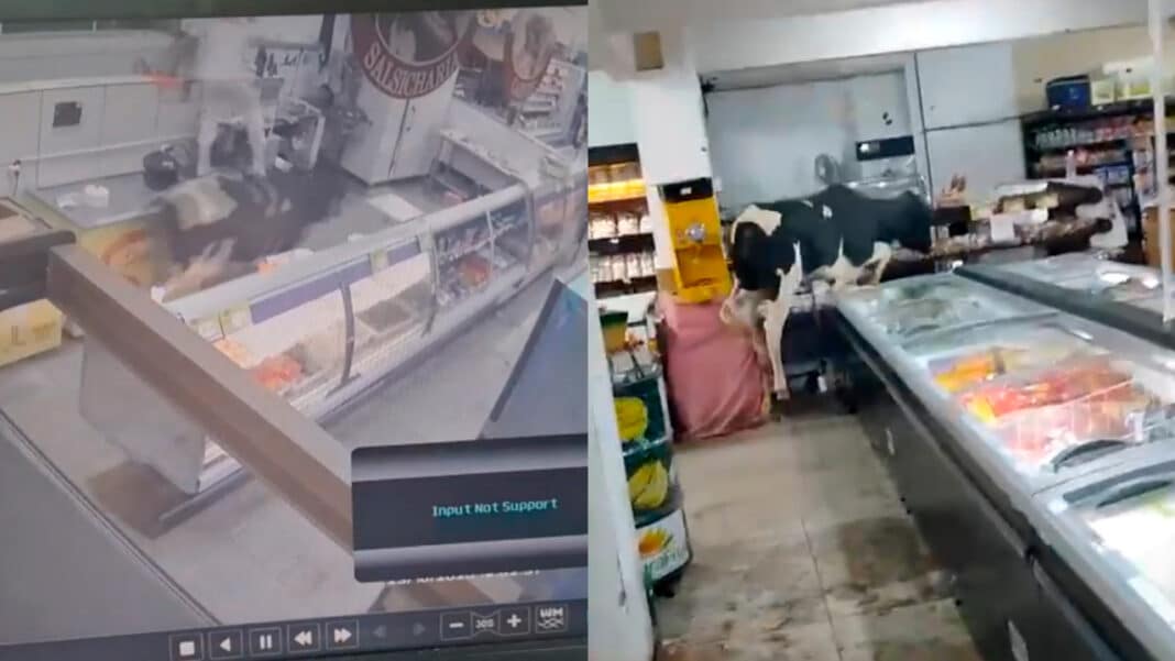 Vídeo: boi invade supermercado, vai direto para o açougue e corre atrás do açougueiro em Minas Gerais