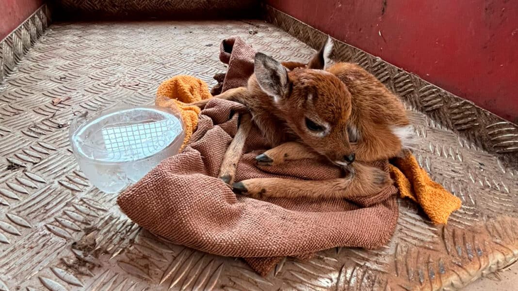 Veadinho com a pata quebrada é resgatado em estrada rural de João Pinheiro
